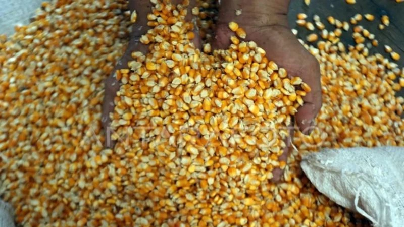 Bulog Sumut Salurkan 1.350 Ton Jagung SPHP ke Peternak