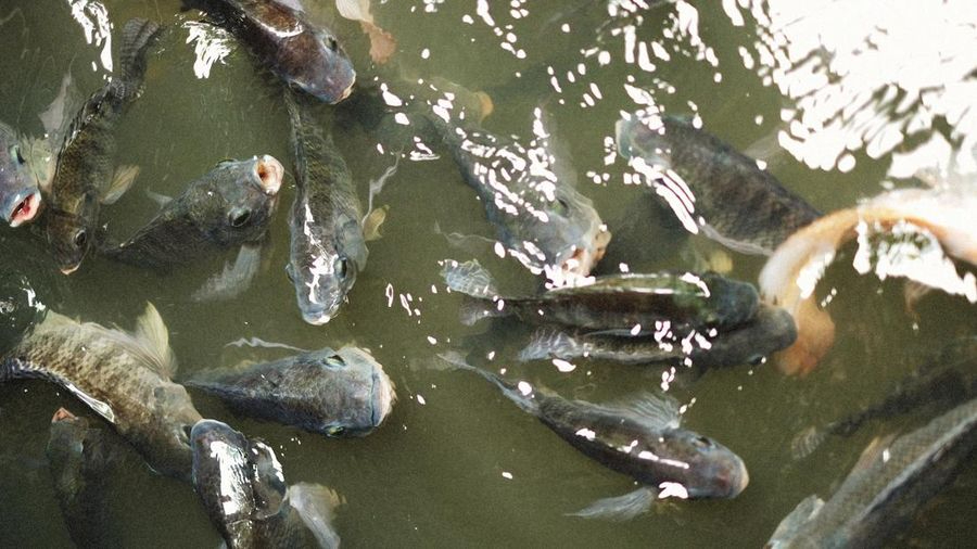 Invasi Ikan Nila Hitam di Thailand Gagal Diberantas, Ancam Ekosistem Asia Tenggara