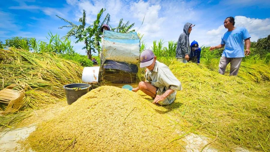 NTP Sumut Naik 0,64 Persen, Cabai hingga Sawit Jadi Penopang Pendapatan Petani