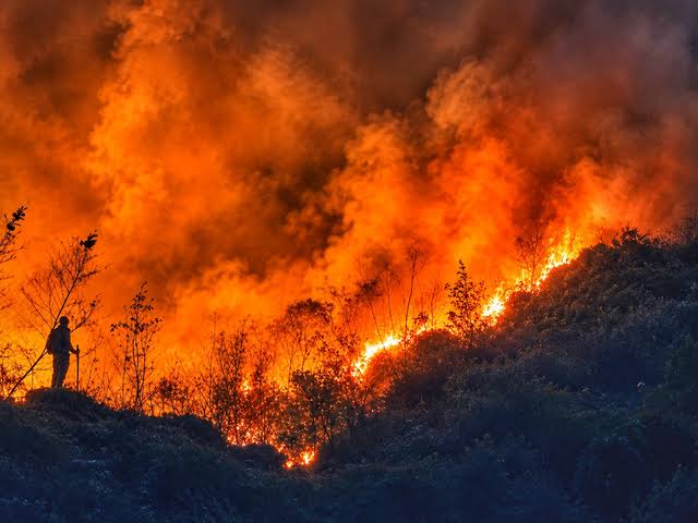 Lahan Terbakar di Sumut Capai 308,87 Hektare, Labuhanbatu Jadi Wilayah Paling Terdampak