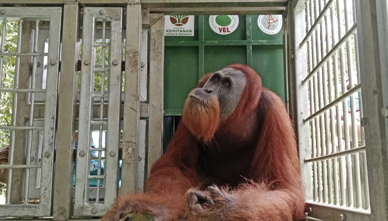 Orangutan Didi, Trumon dan Babahlung Bersiap Jalani Tahapan Reintroduksi di Pusat Reintroduksi Orangutan Jantho