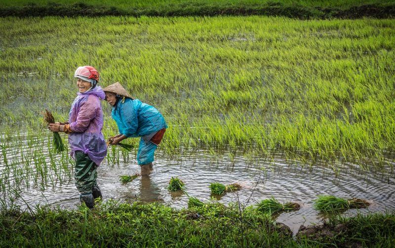 Hari Perempuan Pedesaan 2026, Ada 912 Ribu Perempuan Bekerja di Sektor Pertanian Sumut
