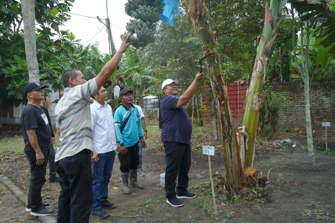 Pisang Kepok Abu Asahan Hijau Surya Siap Didaftarkan Jadi Varietas Unggul Nasional