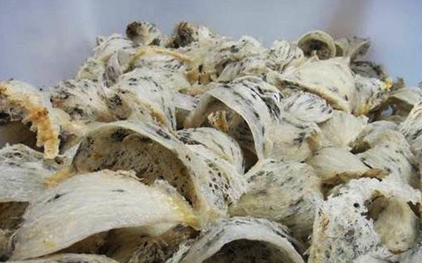 Mengapa Sarang Burung Walet Bisa Bernilai Mahal? Ini Rahasia di Balik Harganya