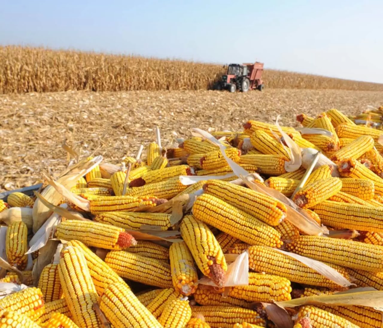 Produksi Jagung Naik 24,81 Persen, Apakah Harga Pakan Bisa Ikut Turun?