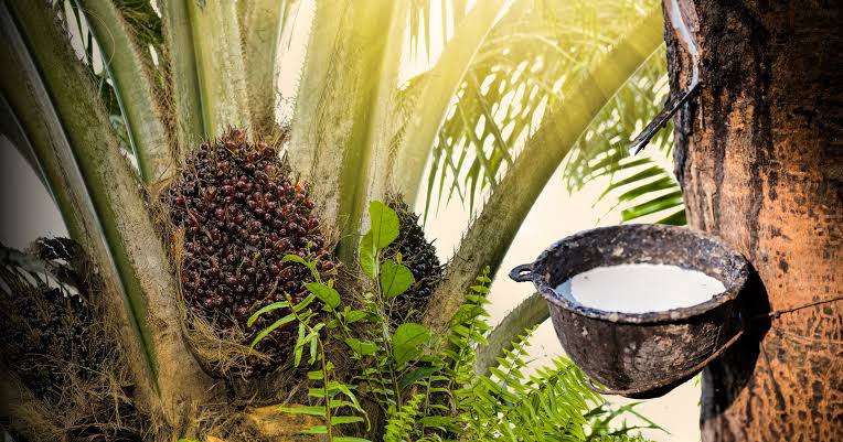 Bukan Cuma Sawit, Ini Komoditas Pertanian yang Menopang Ekonomi Sumut