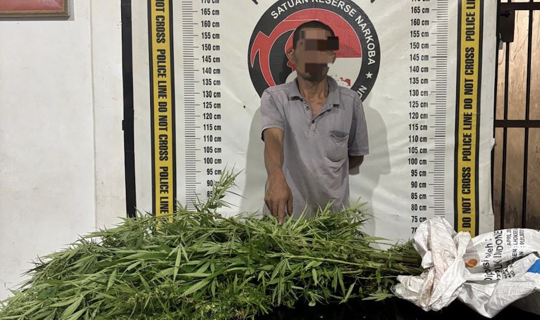 Polsek Panei Tongah Ungkap Ladang Ganja, 12 Batang Diamankan